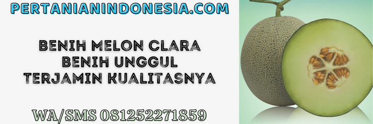 benih,melon,clara,f1,unggul